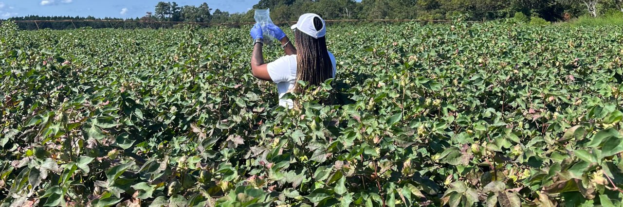 PIN researcher working among rows of plants